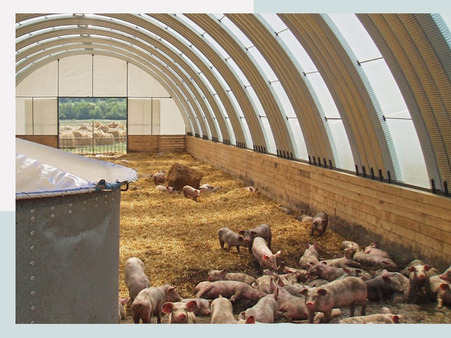 Строительство свинарников в Биробиджане